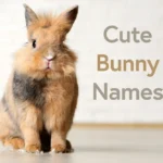 Top Bunny Names for Your Pet Rabbit – Cute, Funny & Creative Ideas