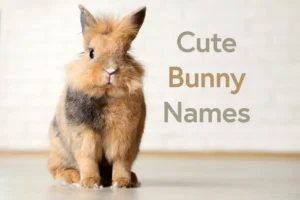 Top Bunny Names for Your Pet Rabbit – Cute, Funny & Creative Ideas