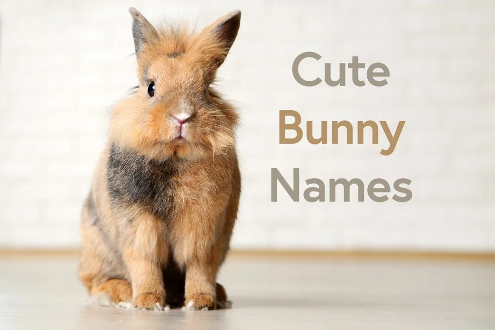 Top Bunny Names for Your Pet Rabbit – Cute, Funny & Creative Ideas