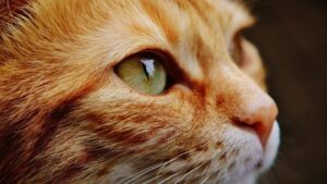 Top Unique Cat Names: The Best & Most Creative Ideas for Your Feline Friend