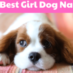 Top Cute Girl Dog Names – Perfect for Puppies & Small Breeds!