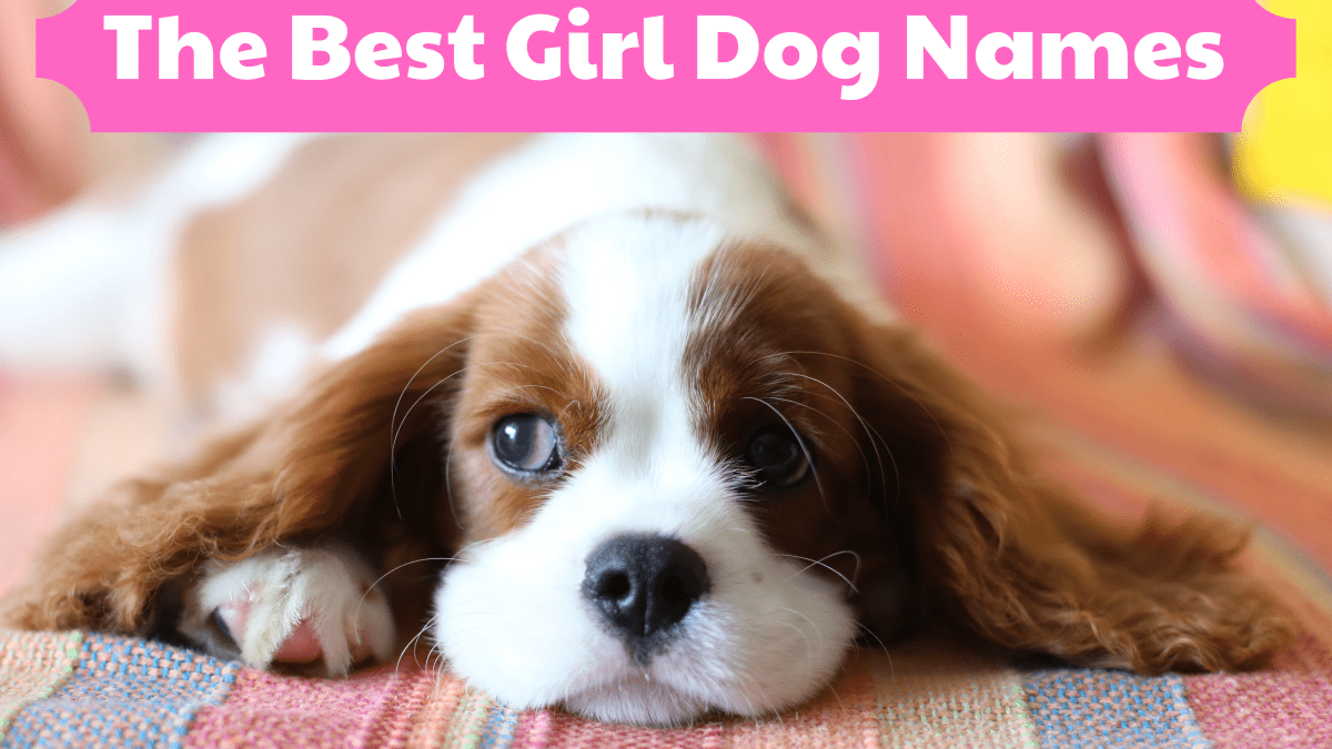 Top Cute Girl Dog Names – Perfect for Puppies & Small Breeds!