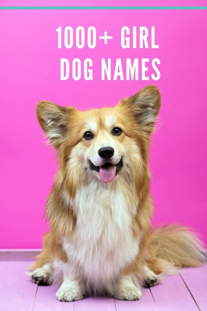 Top Cute Girl Dog Names – Perfect for Puppies & Small Breeds!