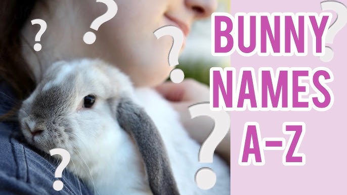 Top Bunny Names for Your Pet Rabbit – Cute, Funny & Creative Ideas