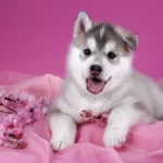 Cute Female Dog Names You’ll Love – Unique, Popular & Adorable Picks!