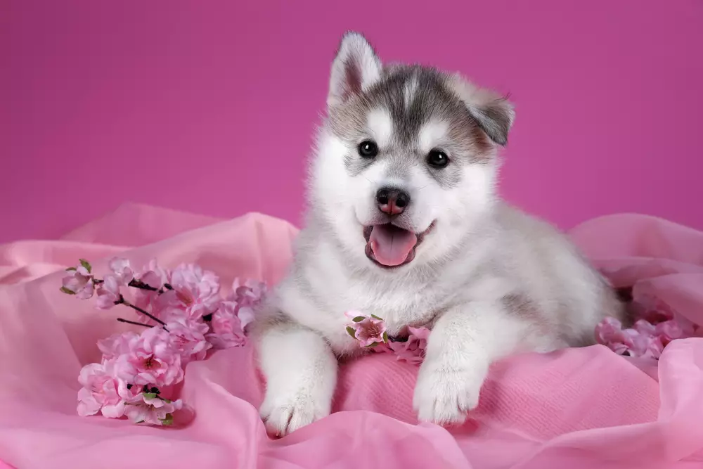 Cute Female Dog Names You’ll Love – Unique, Popular & Adorable Picks!